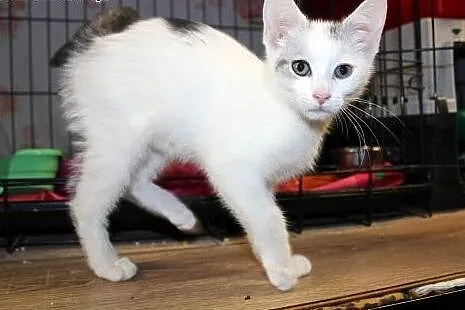 Półroczna piękna kotka Fruzia,  dolnośląskie Wrocł
