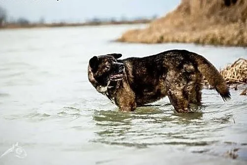 APE zasługuje na najlepszy dom :),  śląskie Katowi