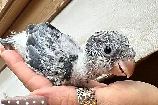 Mnichy nizinne ręcznie karmione sprzedam, Łódzkie, Zgierz
