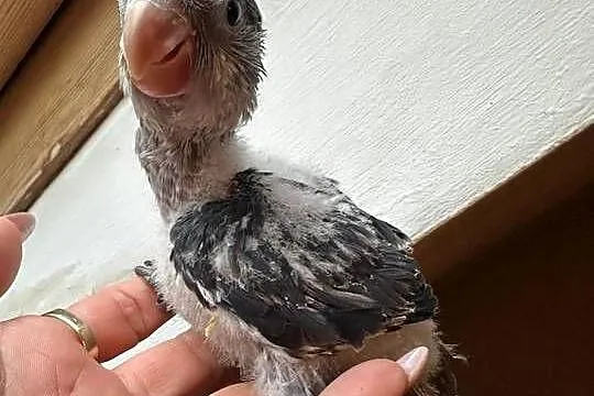 Mnichy nizinne ręcznie karmione sprzedam, Łódzkie, Zgierz