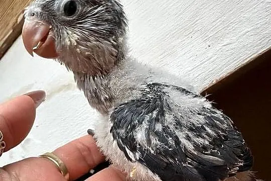 Mnichy nizinne ręcznie karmione sprzedam, Łódzkie, Zgierz