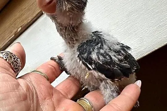 Mnichy nizinne ręcznie karmione sprzedam, Łódzkie, Zgierz