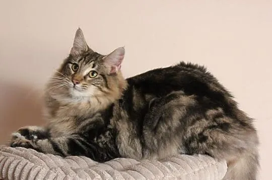 Koteczka