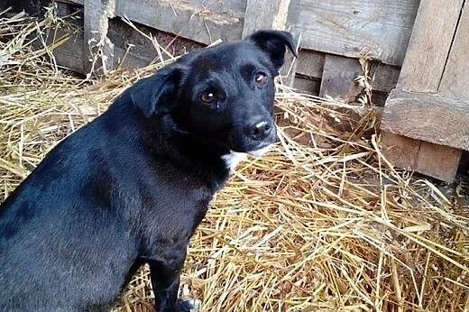 Nieduża, słodka Lusia szuka kochającej rodziny!,  Kundelki cała Polska