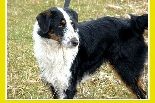 14kg,średni,łagodny,rodzinny,przyjazny piesek FOX.