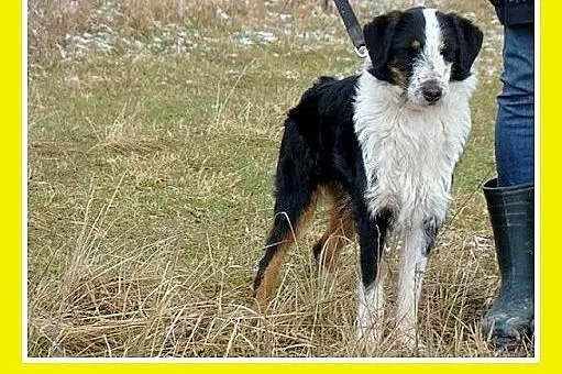 14kg,średni,łagodny,rodzinny,przyjazny piesek FOX.