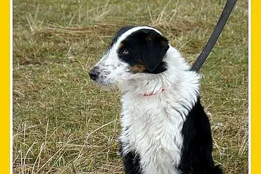 14kg,średni,łagodny,rodzinny,przyjazny piesek FOX.