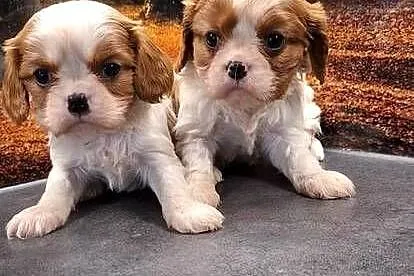 Cavalier King Charles Spaniel
