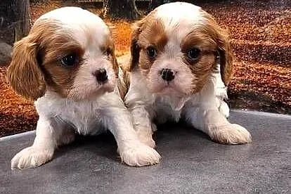 Cavalier King Charles Spaniel, Mazowieckie, Przysucha