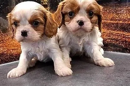 Cavalier King Charles Spaniel, Mazowieckie, Przysucha