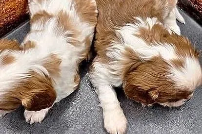 Cavalier King Charles Spaniel, Mazowieckie, Przysucha