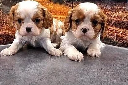Cavalier King Charles Spaniel, Mazowieckie, Przysucha
