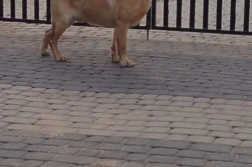 Kaszmir - przepiekny biszkoptowy labrador do adopc
