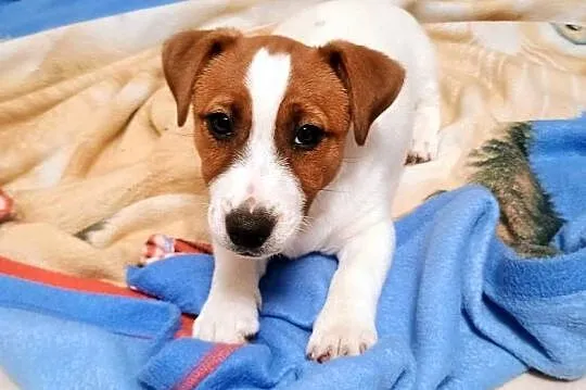 Piesek Jack Russell Terrier FCI ZkwP, Wielkopolskie, Rawicz