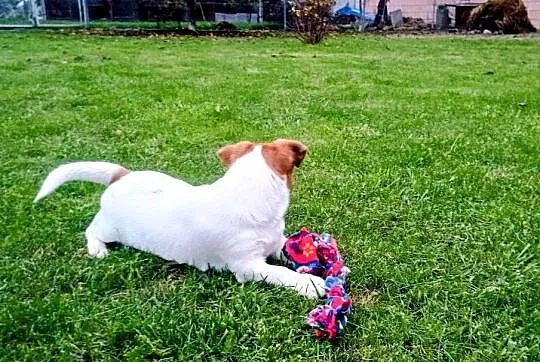 Piesek Jack Russell Terrier FCI ZkwP, Wielkopolskie, Rawicz
