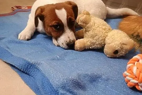 Piesek Jack Russell Terrier FCI ZkwP, Wielkopolskie, Rawicz