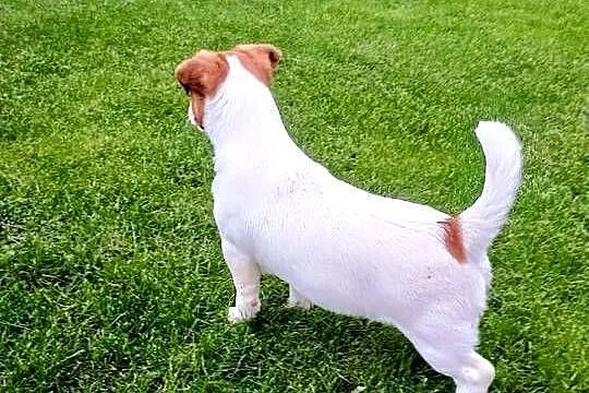 Piesek Jack Russell Terrier FCI ZkwP, Wielkopolskie, Rawicz