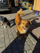 Niewielki Karmelek - młody, wesoły słodziak  Do adopcji taki śliczny Karmelek. Mały, młodziutki, ok.