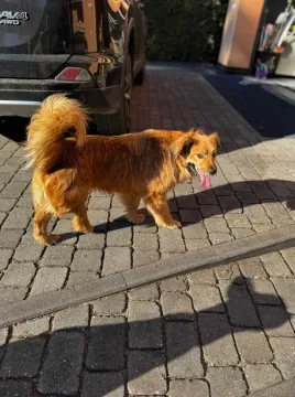 Niewielki Karmelek - młody, wesoły słodziak  Do adopcji taki śliczny Karmelek. Mały, młodziutki, ok., , Warszawa