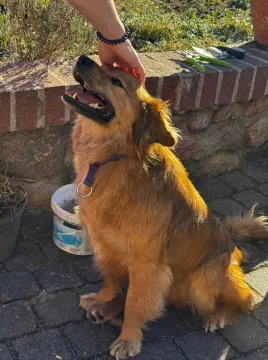 Niewielki Karmelek - młody, wesoły słodziak  Do adopcji taki śliczny Karmelek. Mały, młodziutki, ok., , Warszawa