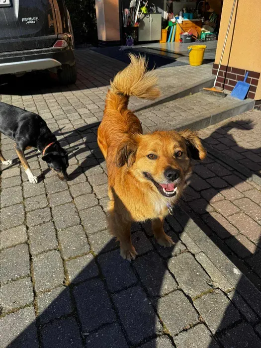Niewielki Karmelek - młody, wesoły słodziak Do adopcji taki śliczny Karmelek. Mały, młodziutki, ok., , Warszawa