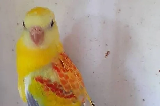 Papugi swiergotki sprzedam, Pomorskie, Starogard Gdański