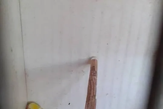 Papugi swiergotki sprzedam, Pomorskie, Starogard Gdański