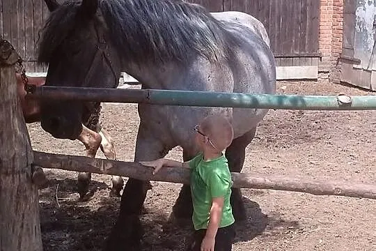 Sprzedam klacz belgijska FILM