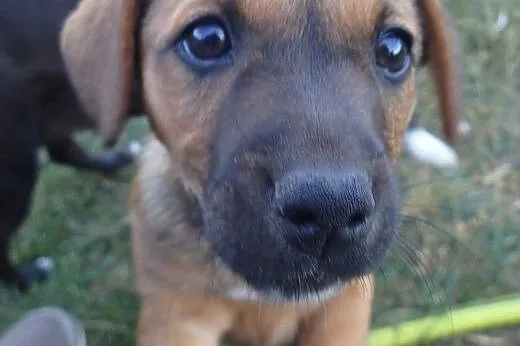 Kluska do adopcji szczeniak FILMIK,  łódzkie Łódź