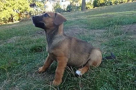 Kluska do adopcji szczeniak FILMIK,  łódzkie Łódź