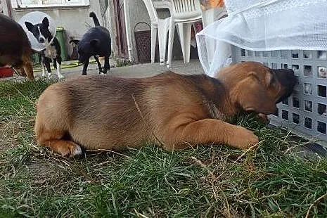 Kluska do adopcji szczeniak FILMIK,  łódzkie Łódź