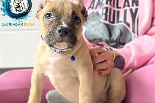 AMERICAN BULLY GUNDABAR DOGS ABKC, Wielkopolskie, Koło