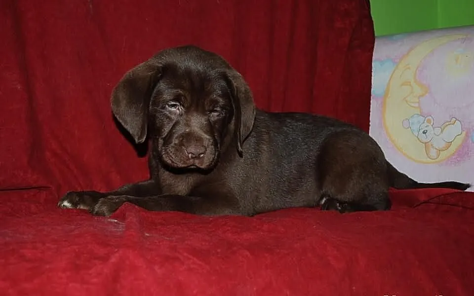 Biszkoptowe czarne cekoladowe (brązowe) - labrador