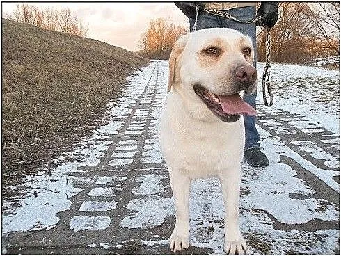 Lara biszkoptowa labradorka szuka domu