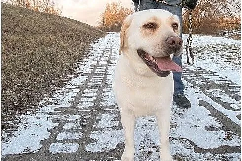 Lara biszkoptowa labradorka szuka domu