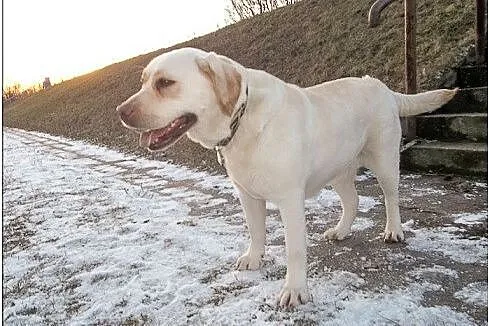 Lara biszkoptowa labradorka szuka domu