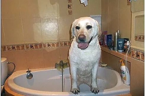 Lara biszkoptowa labradorka szuka domu
