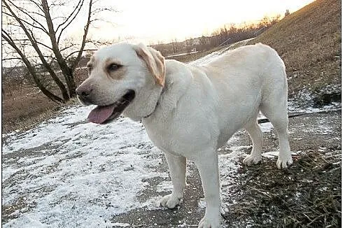 Lara biszkoptowa labradorka szuka domu