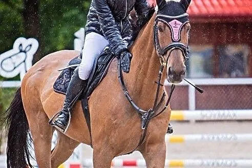 ***bezpieczny koń dla amatora: ujeżdżenie/skoki***, , Krępiec