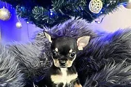 Chihuahua