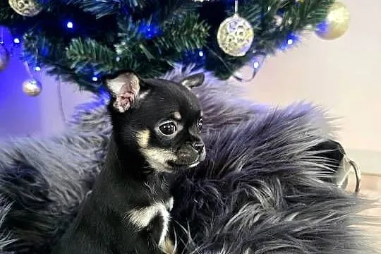Chihuahua, Śląskie, Piasek