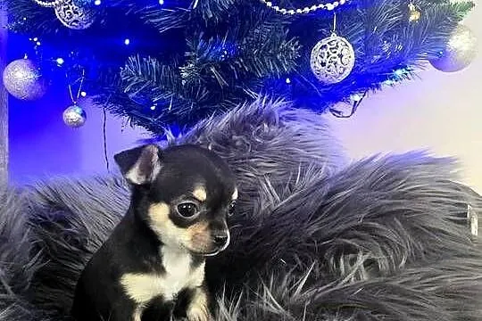 Chihuahua, Śląskie, Piasek