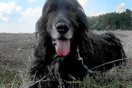 Pluto-spanielkowe szczęście szuka domu na jesień ż