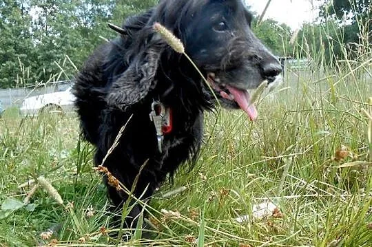 Pluto-spanielkowe szczęście szuka domu na jesień ż