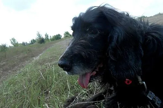 Pluto-spanielkowe szczęście szuka domu na jesień ż