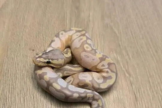 Pyton królewski Banana Calico Pastel OD ph Clown