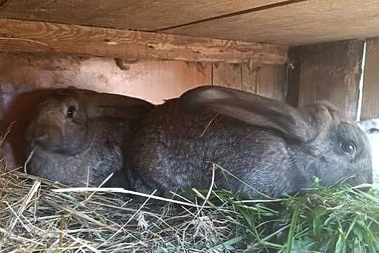 Sprzedam króliki młode, Świętokrzyskie, Pierzchnica