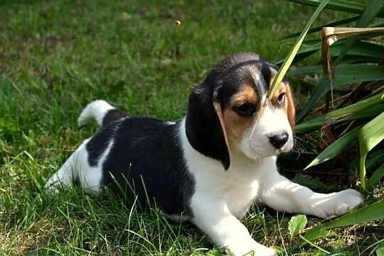 Beagle Piękne Szczenięta Tricolor, Bielawy
