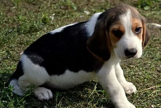 Beagle Piękne Szczenięta Tricolor, Bielawy