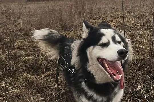 ARON-husky- aktywny psiak czeka na fajny dom, Częstochowa